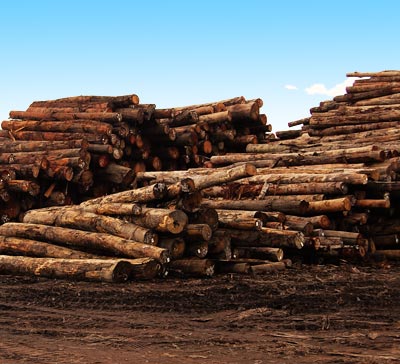 MTCC
                      Certified Logs
