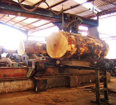 Logs being processed at the Asia Plywood mill