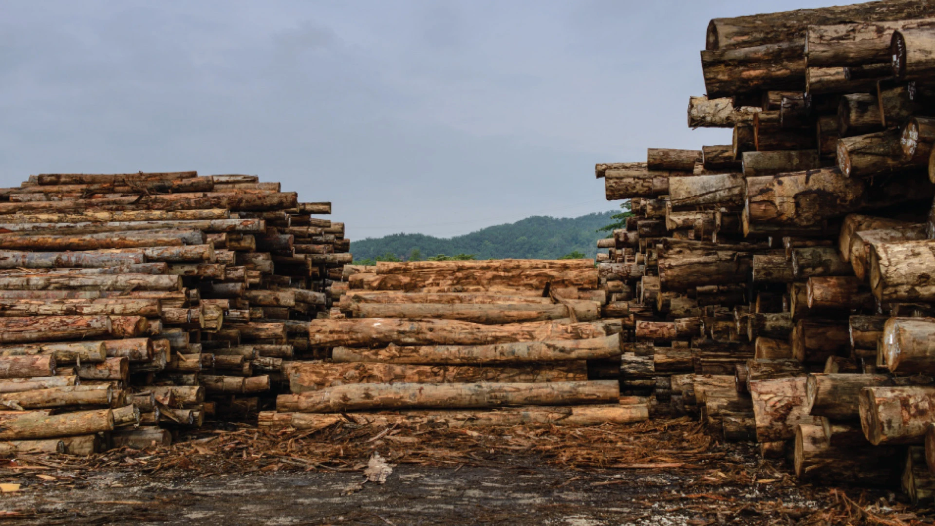 Plywood Manufacturing & Export