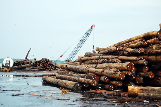 Asia Plywood Company's logs awaiting processing at Tanjung Manis, Sarawak.
